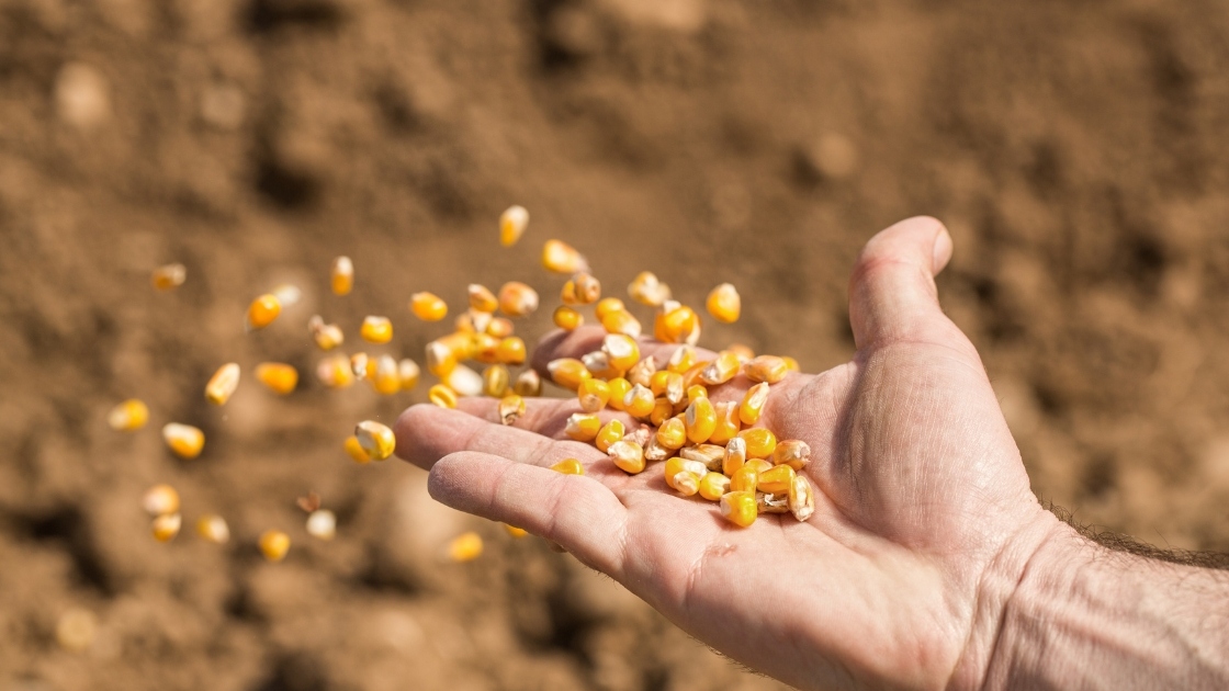 siew letni agrowow.pl